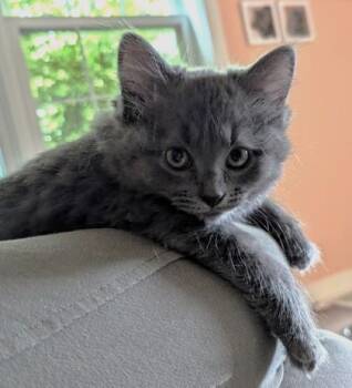 Tumbleweed -  Domestic Short Hair Cat for Adoption in Quakertown, Pennsylvania - Tumbleweed | PetCurious