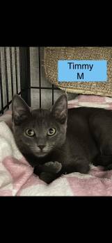 Timmy -  Domestic Short Hair Cat for Adoption in Sneads Ferry, North Carolina - Timmy | PetCurious