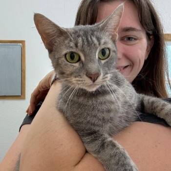 Campbell Clark -  Tabby and Domestic Short Hair Cat for Adoption in Friendswood, Texas - Campbell Clark | PetCurious