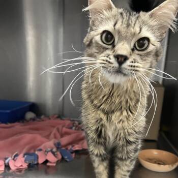 Pluto -  Domestic Long Hair Cat for Adoption in Idaho Falls, Idaho - Pluto | PetCurious
