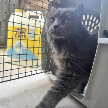 Bluebell -  Domestic Long Hair Cat for Adoption in Omaha, Nebraska - Bluebell | PetCurious