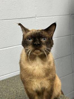 Cotton -  Domestic Short Hair Cat for Adoption in Munster, Indiana - Cotton | PetCurious