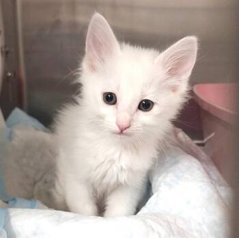 Domestic Medium Hair and Domestic Short Hair Cats Available for Adoption - CHERUB | PetCurious