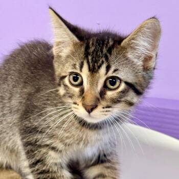 Billy -  Domestic Short Hair Cat for Adoption in Redwood Valley, California - Billy | PetCurious