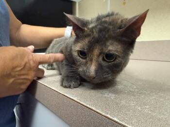 Angel -  Domestic Short Hair Cat for Adoption in Salisbury, Maryland - Angel | PetCurious