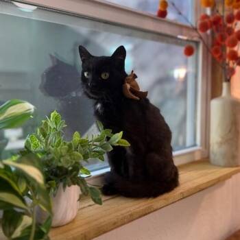 Domestic Medium Hair Cats Available for Adoption - Godiva Chocolate Fluff | PetCurious