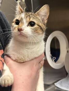 Domestic Short Hair Cats Available for Adoption in Fishers, Indiana - Monkey | PetCurious
