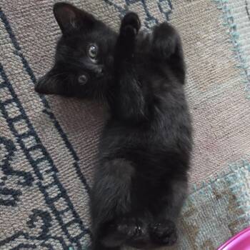 Moonlight -  Domestic Short Hair Cat for Adoption in Evanston, Illinois - Moonlight | PetCurious