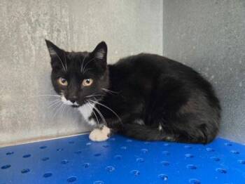 Rescue Domestic Short Hair Cats for Adoption in La Harpe, Kansas - Merigold | PetCurious