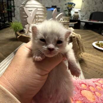 Rumi -  Domestic Short Hair Cat for Adoption in Duncan, Oklahoma - Rumi | PetCurious