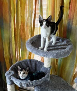 Calypso -  Calico Cat for Adoption in Tucson, Arizona - Calypso | PetCurious