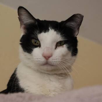 Catfish -  Domestic Short Hair Cat for Adoption in Tucson, Arizona - Catfish | PetCurious