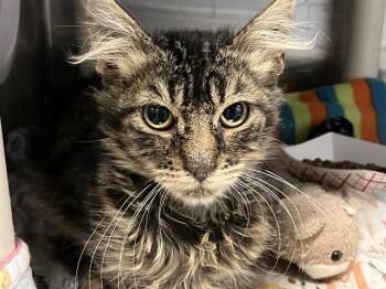 Rescue Domestic Medium Hair Cats for Adoption in Tustin, California - DANICA | PetCurious