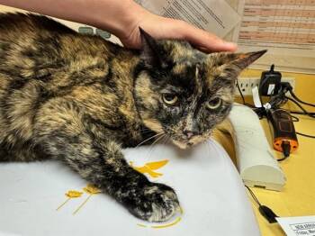 Domestic Short Hair Cats Available for Adoption in Colorado Springs, Colorado - LADY | PetCurious