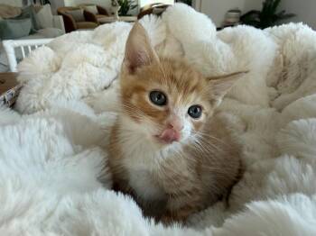 Yeehaw -  Domestic Short Hair Cat for Adoption in St. Augustine, Florida - Yeehaw | PetCurious