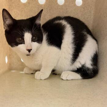 Domestic Short Hair Cats Available for Adoption in Philadelphia, Pennsylvania - Zila | PetCurious