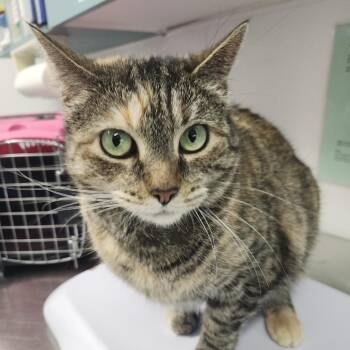 Fauna -  Domestic Short Hair Cat Available for Adoption in Clearwater, Florida - Fauna | PetCurious