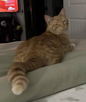 Domestic Short Hair Cats Available for Adoption - Hobbes | PetCurious