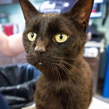 Josalyn -  Domestic Short Hair and Mixed Breed Cat for Adoption in South Elgin, Illinois - Josalyn | PetCurious