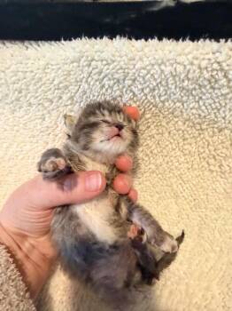 Domestic Short Hair Cats Available for Adoption in Johnson City, Tennessee - Lucky | PetCurious