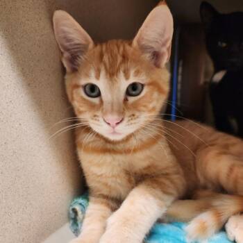 Cloud -  Domestic Short Hair Cat for Adoption in Reno, Nevada - Cloud | PetCurious