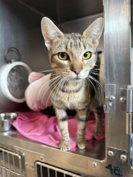 Zara Larsson -  Domestic Short Hair Cat for Adoption in Roseville, California - Zara Larsson | PetCurious
