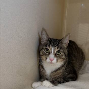 StarLord -  Domestic Short Hair Cat for Adoption in Evanston, Illinois - StarLord | PetCurious