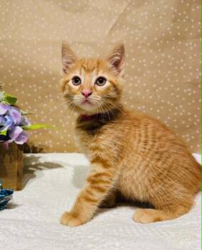 Domestic Short Hair Cats Available for Adoption in Groveland, Massachusetts - Pockets | PetCurious