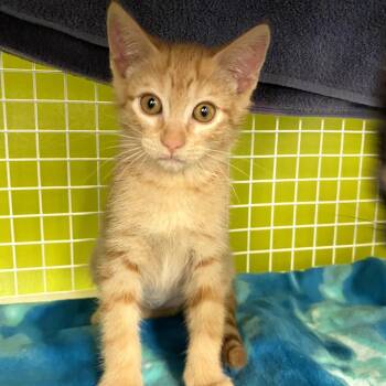 Domestic Short Hair Cats Available for Adoption in Kyle, Texas - WOLLSTONECRAFT | PetCurious