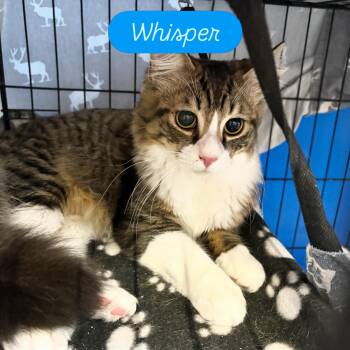 Whisper -  Domestic Medium Hair Cat for Adoption in Centerville, Georgia - Whisper | PetCurious