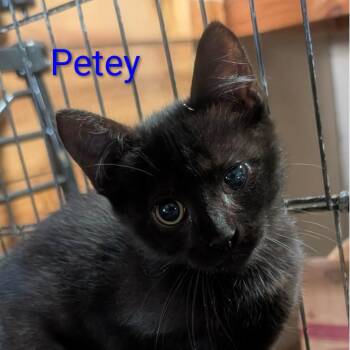 Petey -  Domestic Short Hair Cat for Adoption in Carmel, Indiana - Petey | PetCurious