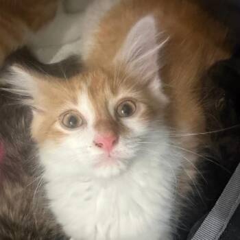 Kevin -  Domestic Long Hair Cat for Adoption in Etna, Pennsylvania - Kevin | PetCurious