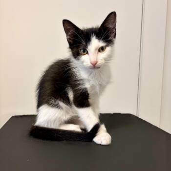 Scribble -  Domestic Short Hair and Tuxedo Cat for Adoption in Mastic, New York - Scribble | PetCurious