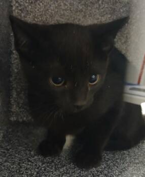 Ciara -  Domestic Short Hair Cat for Adoption in Greenfield, Indiana - Ciara | PetCurious
