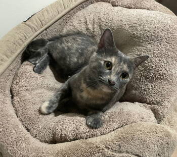 Rescue Domestic Short Hair Cats for Adoption in Herndon, Virginia - Belle | PetCurious