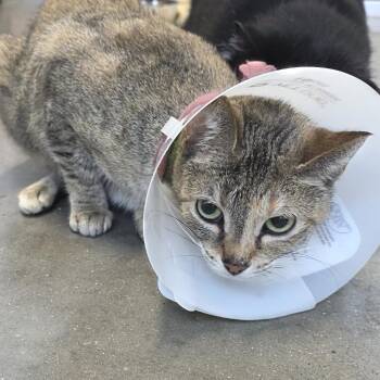 Domestic Short Hair Cats Available for Adoption in Fort Wayne, Indiana - Mae Mae | PetCurious