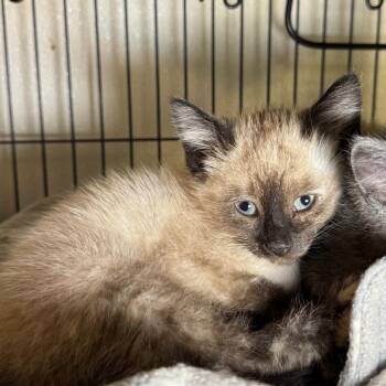 Gemini -  Siamese Cat for Adoption in Saginaw, Michigan - Gemini | PetCurious