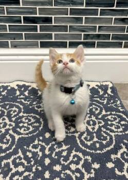 American Shorthair Cats Available for Adoption in Maitland, Florida - Bingo | PetCurious