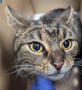 Domestic Short Hair Cats Available for Adoption - KIMCHI | PetCurious