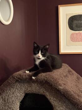 Domestic Short Hair Cats Available for Adoption in Alexandria, Virginia - Dottie - KITTEN In Foster | PetCurious