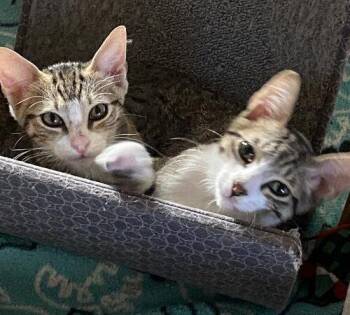 Professor -  Domestic Short Hair Cat for Adoption in Tampa, Florida - Professor | PetCurious