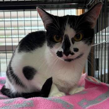Tuxedo Cats Available for Adoption - Venus | PetCurious