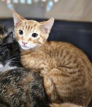 Domestic Short Hair Cats Available for Adoption in Palmetto, Florida - A136474 | PetCurious