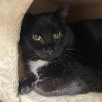 Lorriane -  Domestic Short Hair Cat for Adoption in Kankakee, Illinois - Lorriane | PetCurious