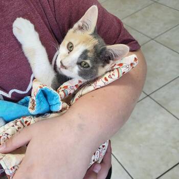 Paisley -  Domestic Short Hair Cat for Adoption in Petersburg, Indiana - Paisley | PetCurious