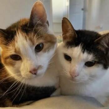 Domestic Short Hair Cats Available for Adoption - Katya & Luna (bonded BFF