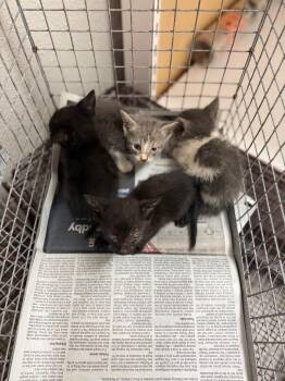 Carter -  Domestic Short Hair Cat for Adoption in Sorrento, Louisiana - Carter | PetCurious