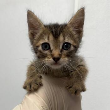 Chansey -  Domestic Short Hair Cat for Adoption in Abilene, Texas - Chansey | PetCurious