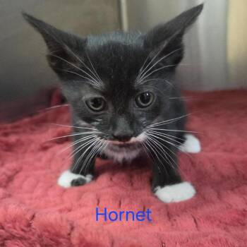 Hornet -  Domestic Short Hair Cat for Adoption in Windsor, Virginia - Hornet | PetCurious