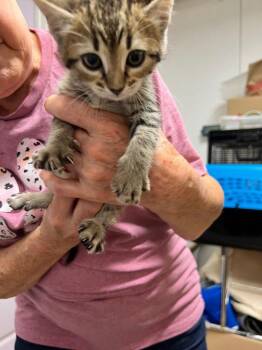 Domestic Short Hair Cats Available for Adoption in Rutherfordton, North Carolina - Rusty (Lily) | PetCurious